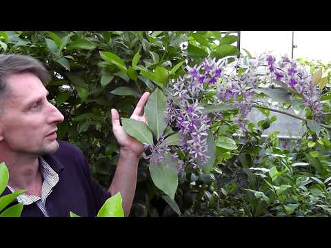 Видео: Петрея вьющаяся(Petrea volubilis L.)