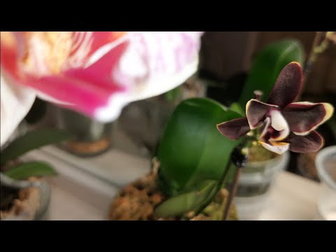 Видео: Мох животворящий! Борода корней у антуриума с нуля! "Гюльчатай" открыла личико😊#orchidsroot#антуриум