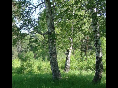 Видео: Лес, речка. 29.06.2024.