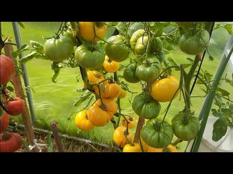 Видео: Обзор коллекционных томатов 2022г. в теплице, изменения за 3 недели