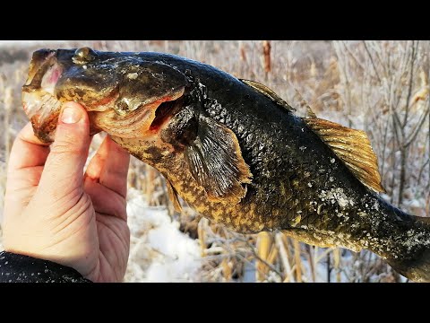 Видео: РОТАНЫ-МАМОНТЫ ЗАЖИГАЮТ! Первый лед 2022-2023! Крупный ротан даёт жару!