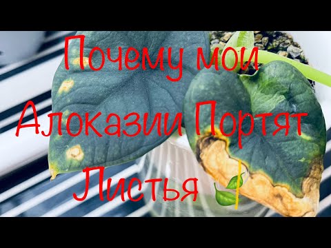 Видео: Почему Алоказии портят листья