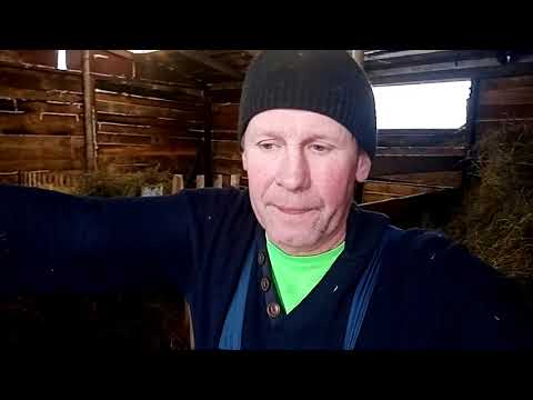 Видео: Сено или сенаж .