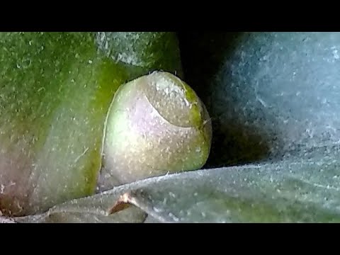 Видео: СТАВЬТЕ орхидеи В ЭТО! корни ПРОРАСТУТ! цветонос ПРОСНЕТСЯ! орхидеи ТРОНУТСЯ В РОСТ!