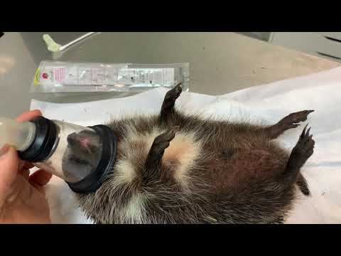 Видео: Лечим сопельки у ёжика