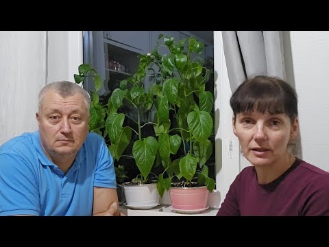 Видео: ПОМОГИТЕ   СПАСТИ    ЖИЗНЬ 🙏