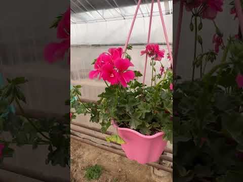 Видео: Геран кўп гуллаши учун.