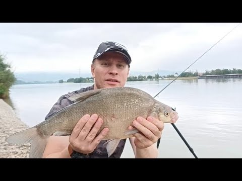 Видео: Фідерна риболовля на Дунаї. Лящ, підуст, вусач.