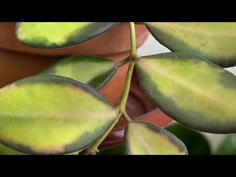 Видео: ОБЗОР ХОЙ ✅️ КАК ВЫРОСЛИ ХОЙИ ИЗ ДВУХ ЛИСТИКОВ ЗА ГОД 💚💚💚