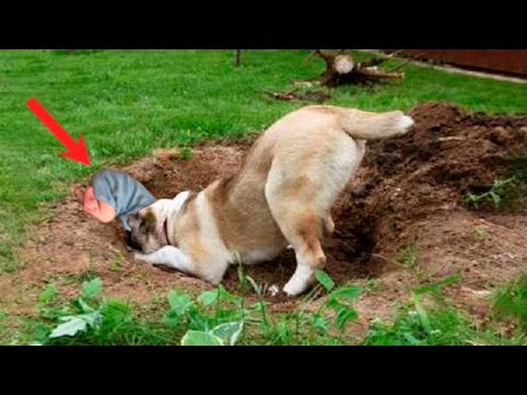 Видео: Собака откопала из норы то, что заставило хозяина содрогнуться. К такому он был не готов