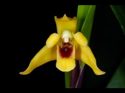 Видео: Орхидея Максиллярия _ Maxillaria Variabilis Yellow _