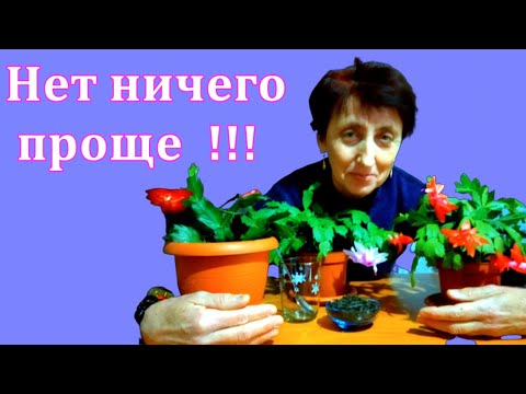 Видео: Продлеваю цветение ДЕКАБРИСТА до конца зимы ! Самое ПРОСТОЕ средство ! Действует Быстро и Эффективно