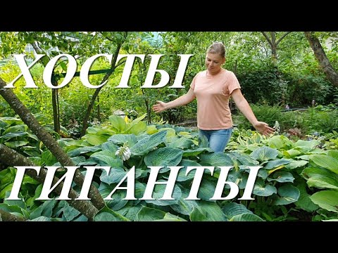 Видео: Хосты гиганты, обзор самых больших хост в моем саду 6+