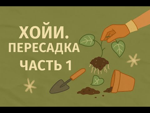Видео: Хойи. Пересадка, часть 1