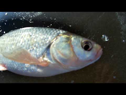 Видео: Ловля чебака  на васильевских ямах , по льду .