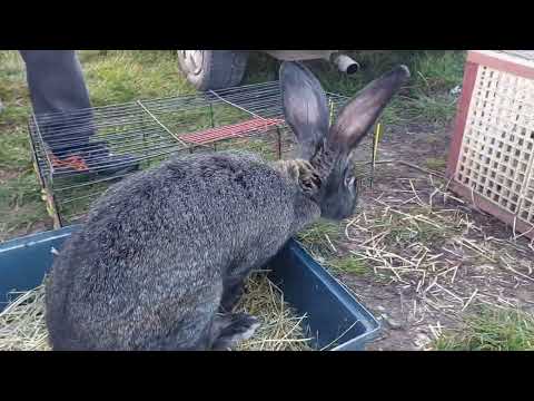 Видео: Що цікавого в Листопаді є на Ринку тварин??? 