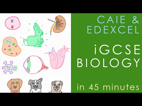 Видео: Все материалы по биологии iGCSE (CAIE и Edexcel) — повторение естественных наук
