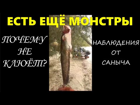 Видео: Почему не клюёт СОМ \ Наблюдения от Саныча \ #квок #сом #сомнаквок