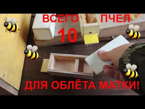 Видео: Нуклеус ВСЕГО 10  ПЧЕЛ для облета матки!!! /Пасека 2018/1000 ПЛОДНЫХ МАТОК ЛЕГКО?