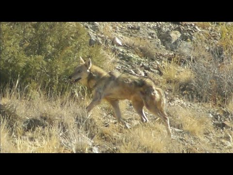 Видео: Гург Дидем 😱 Горный волк Mountain wolf Қариб бхрамона