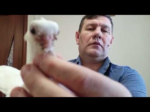 Видео: Охота Алексея, город Ишим.