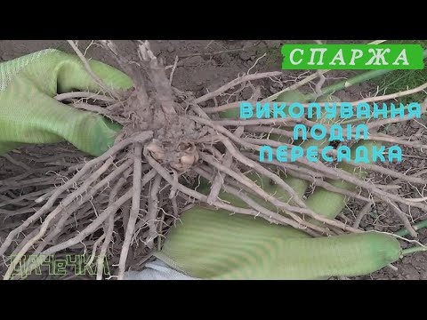 Видео: Спаржа (Asparagus)|Осіння пересадка|Поділ