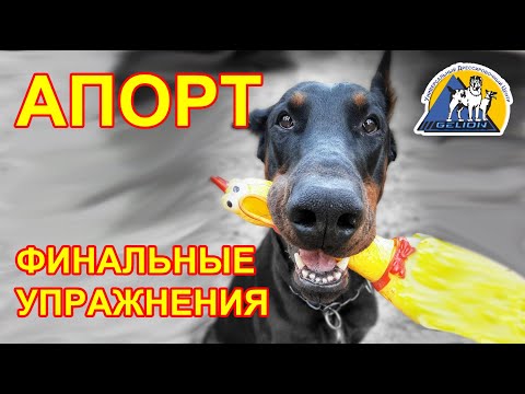 Видео: Апорт - завершающие упражнения! ШАГ 6-7-8! Наши уроки+ игрушка Bionic Opaque Stick - залог успеха!!!