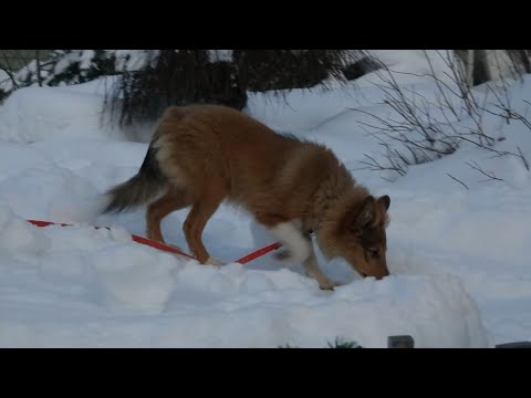 Видео: ДТ - 282. Самостоятельный шелти: лай, игнорирование команд.