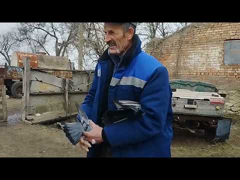 Видео: Николаевские голуби 02.03.25