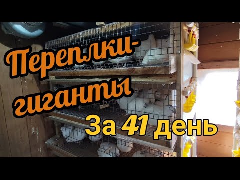 Видео: 🔥 Сколько ВЕСЯТ перепёлки в 41 день на домашнем корме? РЕЗУЛЬТАТЫ впечатляют — до 540 г!