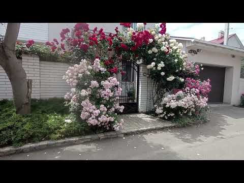 Видео: День стрижки сада. Обрезка плетистых роз на входной арке. Получатся ли черенки?