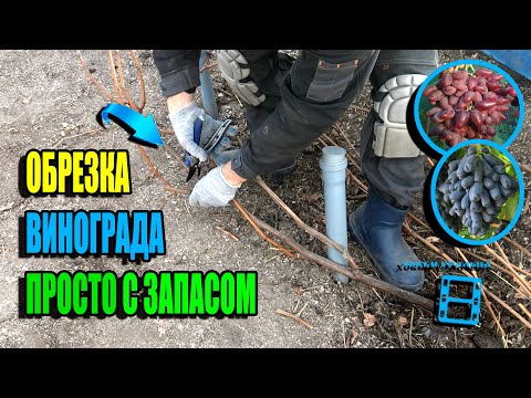 Видео: ВИНОГРАДАРЬ РАСКРЫВАЕТ СЕКРЕТЫ УСПЕШНОЙ ОБРЕЗКИ ВИНОГРАДА. СЕВЕРНЫЙ ВИНОГРАДНИК 23-41