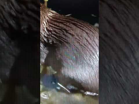 Видео: АртЫст Иванова .Молодые любовники, как "подворачиваются"  - так и есть ! Все пробито , а дно ?