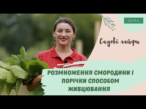 Видео: Розмноження Смородини і Порічки Способом Живцювання. Корисні Поради для Садівників.
