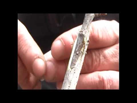 Видео: весняне щеплення персика та черешні