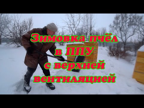 Видео: ЗИМОВКА ПЧЁЛ В УЛЬЯХ ППУ С ВЕРХНЕЙ ВЕНТИЛЯЦИЕЙ