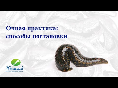 Видео: Способы постановки пиявок. Как правильно ставить пиявок?