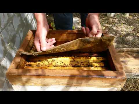 Видео: Как поймать рой/Как поставить ловушку для пчёл