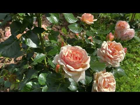 Видео: Цветение роз. Переделки в саду. Немного о планах