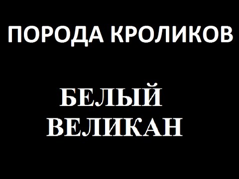 Видео: Порода кроликов. Белый фландр или белый великан