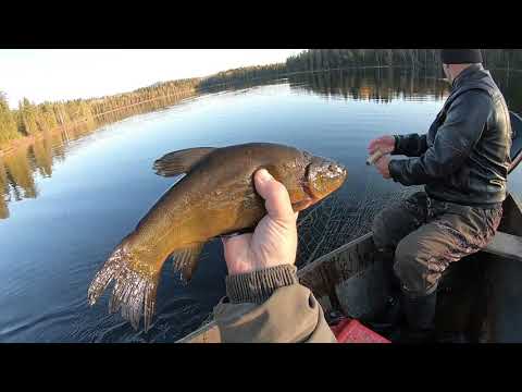 Видео: Рыбалка на чудесных озёрах/Вторая проверка сетей/4 серия(конец)