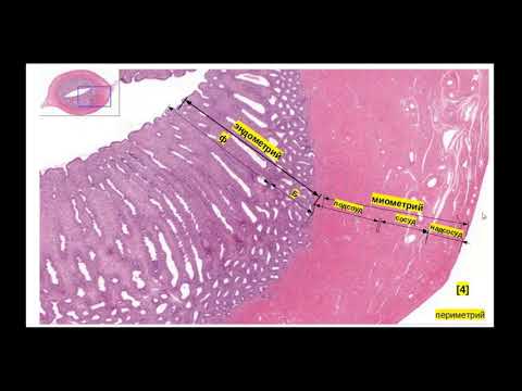 Видео: ЖПС. Гистологическое строение матки. Препарат матка. Овариально-менструальный цикл.