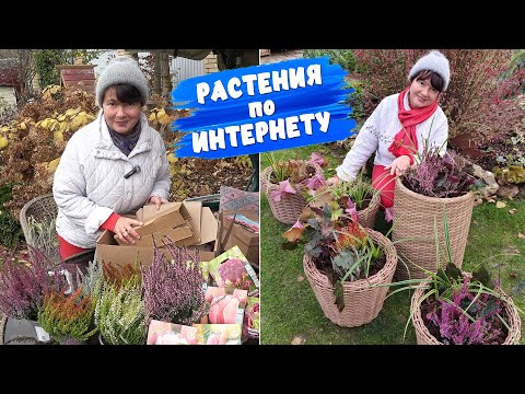 Видео: Накупила красоты на будущий год! Верески, тюльпаны, гортензии. МАСТЕР-КЛАСС по ПОСАДКЕ в КАШПО!