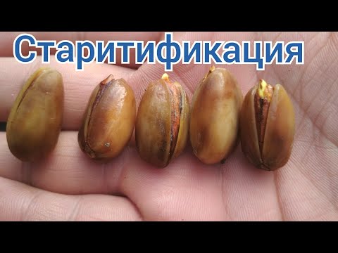 Видео: Хандон пистани тезлик билан ундириш Стратификация