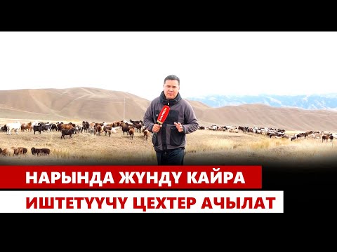 Видео: Нарында жүндү кайра иштетүүчү цехтер ачылат