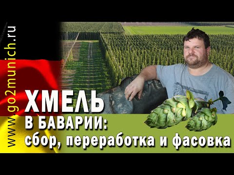 Видео: Как работают фермеры в Германии | Когда и как собирают хмель для пива в Баварии