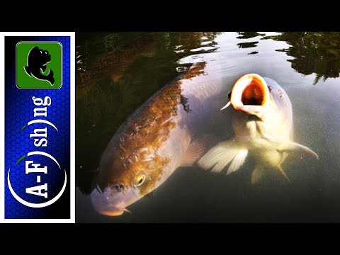 Видео: Как избежать сходов рыбы на рыбалке? Флет метод фидер.