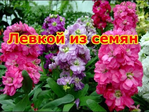 Видео: Выращиваем левкой из семян