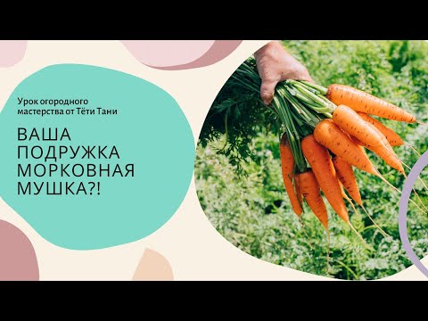 Видео: Ваша подружка Морковная мушка...?