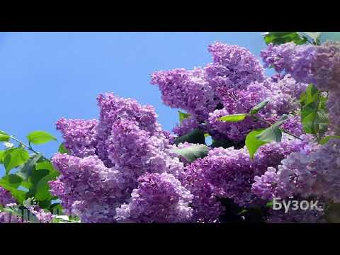 Видео: Заняття з ознайомлення з природним довкіллям  "Весняні квіти"